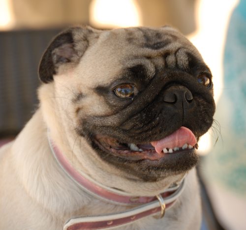 Sheba and Rio return to the Dog Park