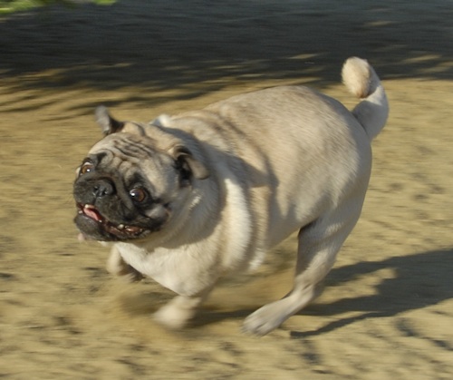 Mountain View Dog Park May 20, 2007