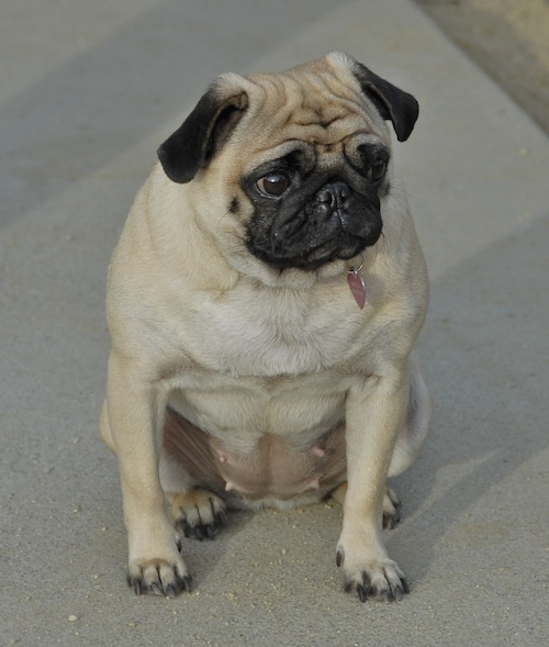 June 3, 2007 Mountain View Dog Park