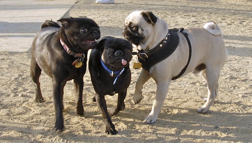 Mountain View Dog Park May 13, 2007