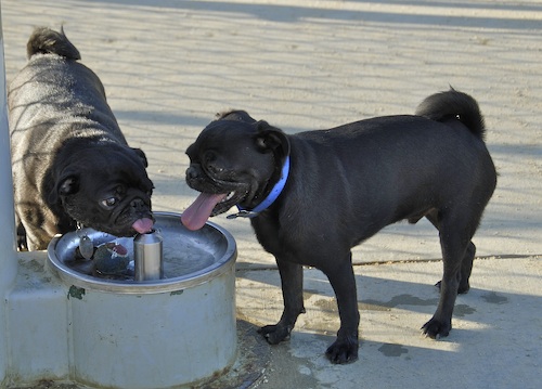June 17, 2007 Mountain View Dog Park