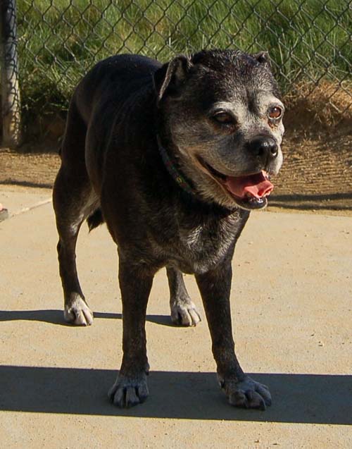 Mountain View Dog Park - March 11, 2007