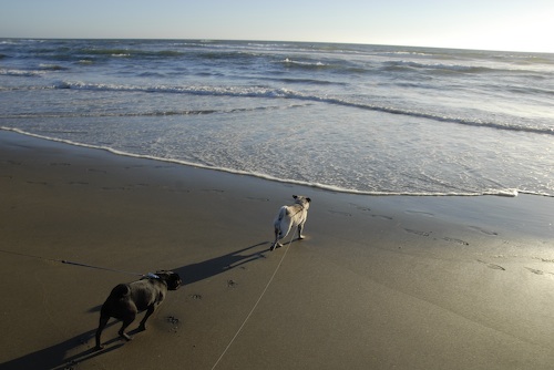 Puppy Play at Ocean Beach