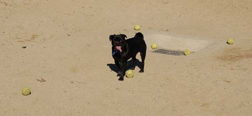 Mountain View Dog Park - March 11, 2007