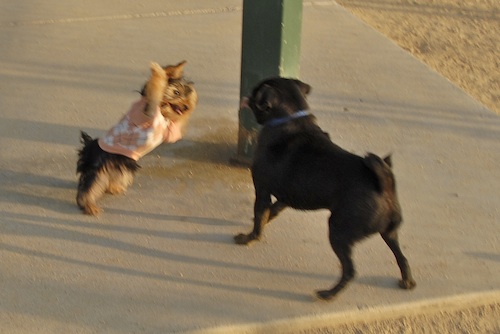 Mountain View Dog Park May 13, 2007