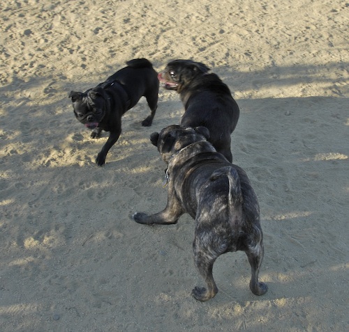 June 17, 2007 Mountain View Dog Park