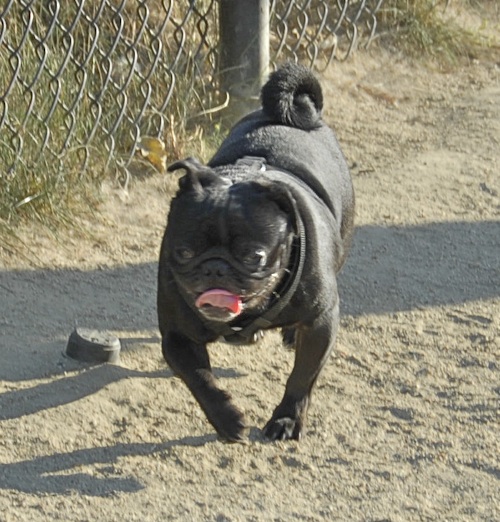 June 17, 2007 Mountain View Dog Park