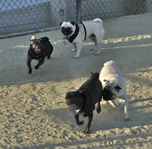 June 17, 2007 Mountain View Dog Park