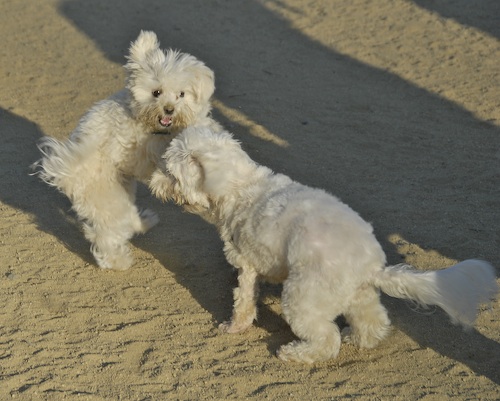 Mountain View Dog Park May 20, 2007