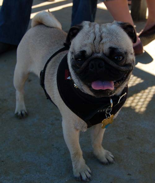 Mountain View Dog Park - March 11, 2007
