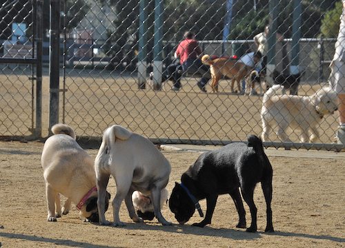 Rio and Sheba return to the Mountain View Dog Park for Fun!