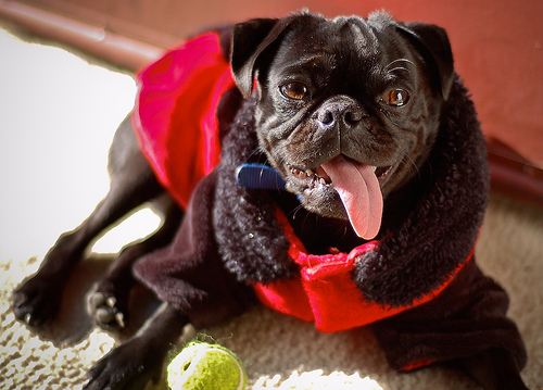 Rio and Sheba Lady Pugs - Happy Halloween - October 31 2007!