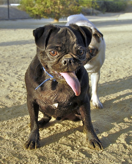 Mountain View Dog Park May 13, 2007