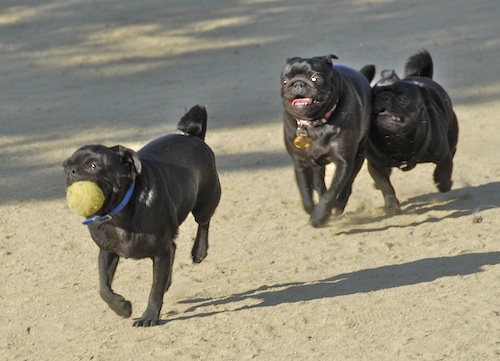 June 17, 2007 Mountain View Dog Park
