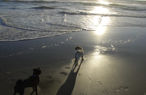 Puppy Play at Ocean Beach