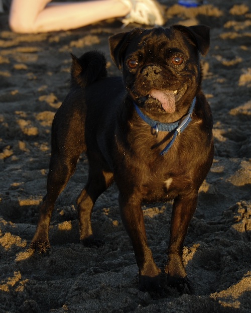 Puppy Play at Ocean Beach