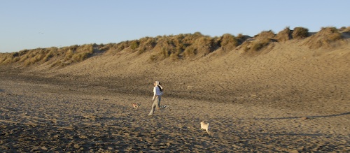 Puppy Play at Ocean Beach
