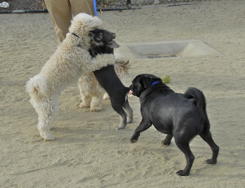 June 3, 2007 Mountain View Dog Park