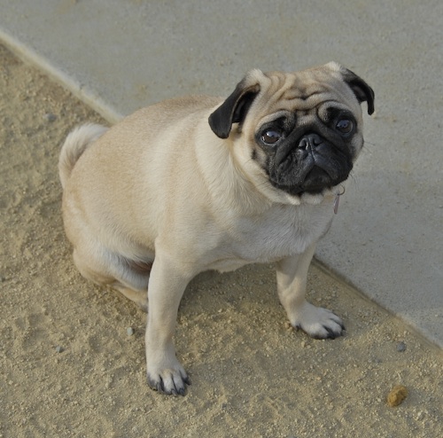 June 3, 2007 Mountain View Dog Park