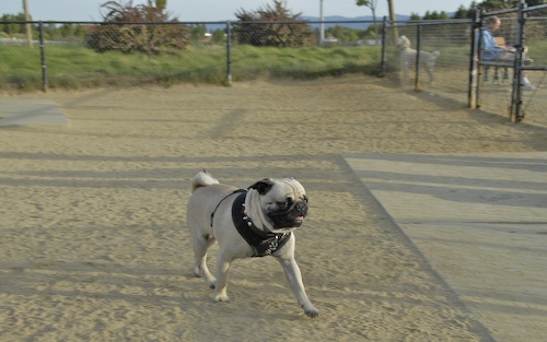 June 3, 2007 Mountain View Dog Park
