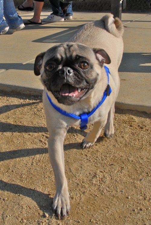 Rio and Sheba return to the Mountain View Dog Park for Fun!