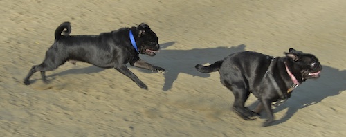 Mountain View Dog Park May 20, 2007