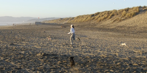 Puppy Play at Ocean Beach