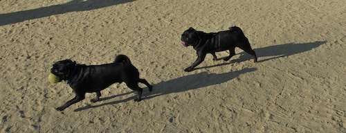 June 17, 2007 Mountain View Dog Park