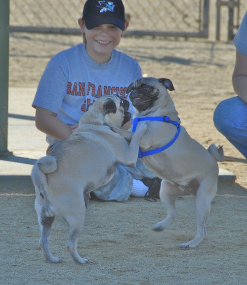 Rio and Sheba at the Mountain View Dog Park - October 21 2007!