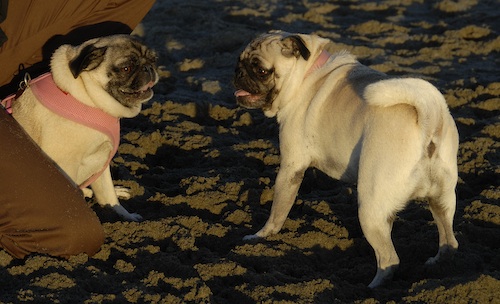 Puppy Play at Ocean Beach