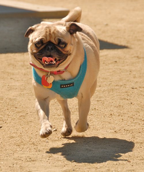 Sheba and Rio return to the Dog Park