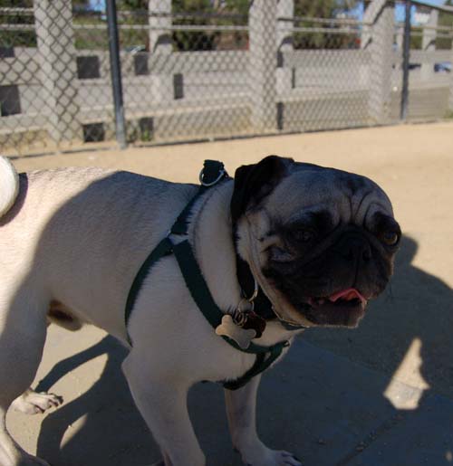 Mountain View Dog Park - March 18, 2007
