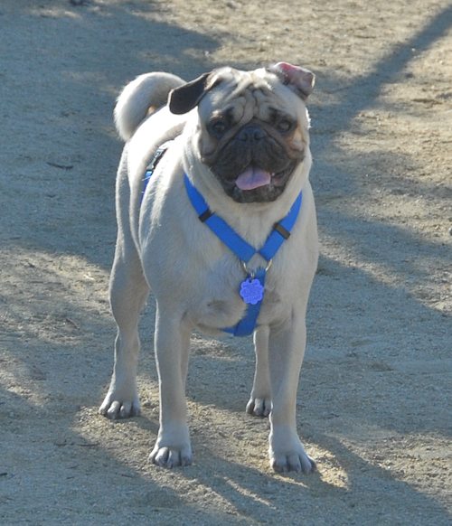 Rio and Sheba at the Mountain View Dog Park - October 21 2007!