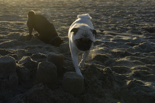 Puppy Play at Ocean Beach