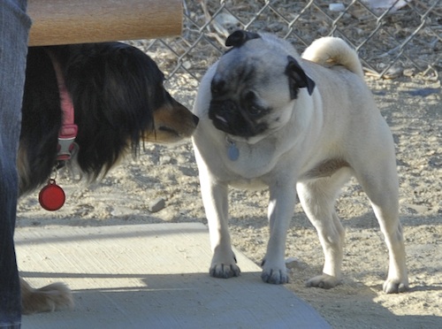 June 17, 2007 Mountain View Dog Park