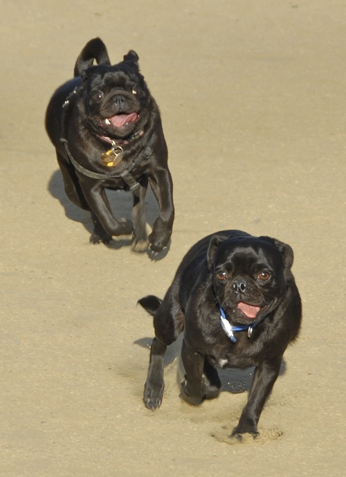 Mountain View Dog Park May 20, 2007