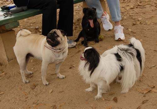 3 years of Sheba in Palo Alto - April 7, 2007