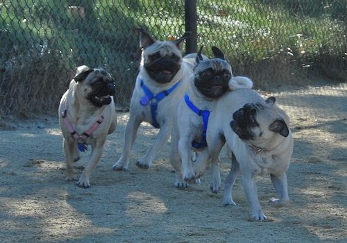 Rio and Sheba at the Mountain View Dog Park - October 21 2007!