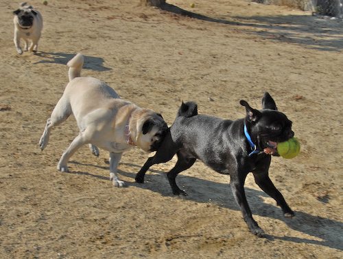 Rio and Sheba return to the Mountain View Dog Park for Fun!