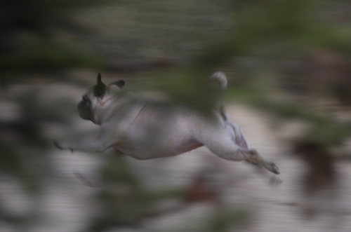 June 3, 2007 Mountain View Dog Park