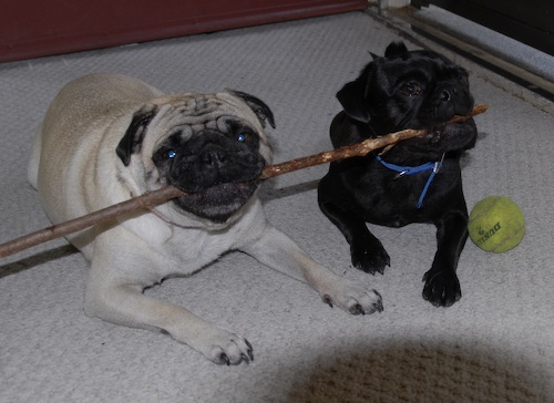 June 17, 2007 Sheba, Rio, Ray, Ted and Joseph