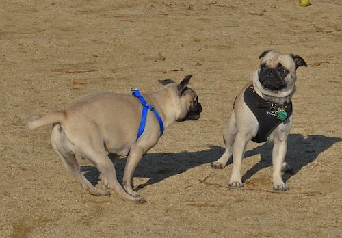 Rio and Sheba return to the Mountain View Dog Park for Fun!