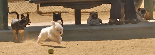 Sheba and Rio return to the Dog Park