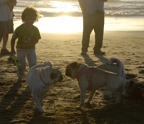 Puppy Play at Ocean Beach