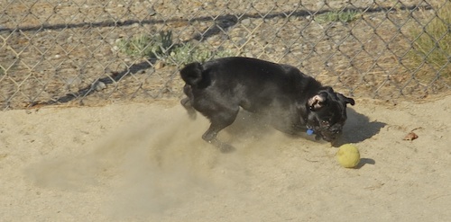 June 17, 2007 Mountain View Dog Park