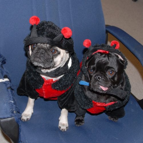 Rio and Sheba Lady Pugs - Happy Halloween - October 31 2007!