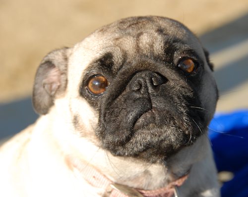 Rio and Sheba return to the Mountain View Dog Park for Fun!