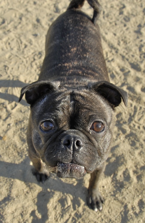 June 17, 2007 Mountain View Dog Park