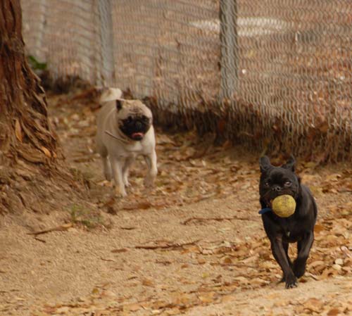 3 years of Sheba in Palo Alto - April 7, 2007