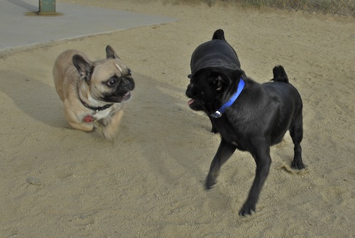 June 3, 2007 Mountain View Dog Park